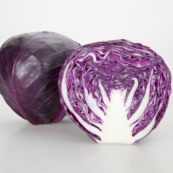 Rakuten - 野菜の苗/[26年8月下旬予約]キャベツ：紫キャベツ 苗10連カットパック苗（10株分）