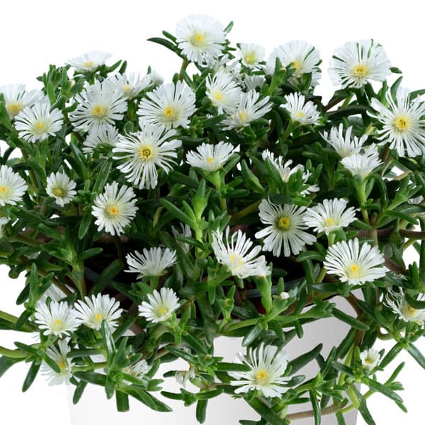 草花の苗/[26年3月中下旬予約]マツバギク：おひさま花火 サンドジェム ホワイト3号ポット