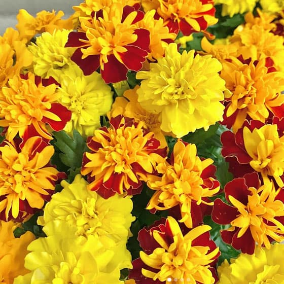 草花の苗/[26年3月中下旬予約]...