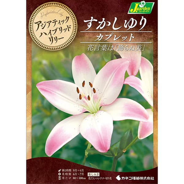 球根/[26年10月中下旬予約]ユリ（すかし百合）：カプレット2球入り