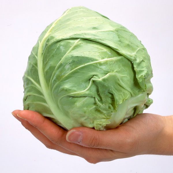 Rakuten - 野菜の苗/[26年8月下旬予約]キャベツ：早どりキャベツ 爽月2号 苗10連カットパック苗（10株分）