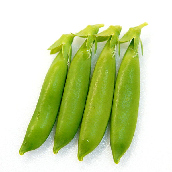 スジがなあいので調理が簡単なスナップエンドウ野菜の苗/[26年10月中下旬予約]エンドウ（つるあり）：スジナインスナップ(R)苗3号ポットスジナインスナップ(R)は莢数が多いので収量も多く、病気にも強い。曲莢なども少なく、とても綺麗な形の莢で果肉とマメに甘みが強くあり、とても美味しい。科名：マメ科育て方：生育に伴い支柱やネットを張り、ツルを誘引していきます。花が咲いたら追肥を行い、草勢の維持に努めます。4〜5月頃にかけて随時収穫します。レシピ：茹でてそのまま食べても甘みがあって美味しい。下ごしらえが省力化できる分、各種料理に手軽に使えます。写真は成長時のイメージですが、お届けの際は苗の状態です。お届け時の苗姿は個体差があります。表示の写真と異なることがあります。■10月中旬〜10月下旬頃のお届けの予約販売です。・出荷開始予定：2026年10月中旬〜・注文締切日：2026年10月12日（月）午前7時まで・「10月中下旬予約」カテゴリ以外の商品とはご一緒にご注文いただけません。（商品名の頭に「[26年10月中下旬予約]」が付いている商品となります）・ご注文同士をおまとめすることはできません。送料はそれぞれにかかります。・お届け日のご案内は2026年10月13日（火）以降にメールにてお知らせします。お届け日指定はお受けできませんが、曜日や時間帯のご指定は承ります。（受信できるアドレスにてご注文お願いします。）・品種・作柄によりお届け時期が変更になったり、お届けできなくなる場合がございます。