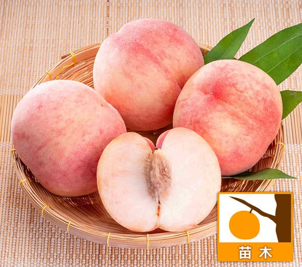 果樹の苗/[26年10月中下旬予約...
