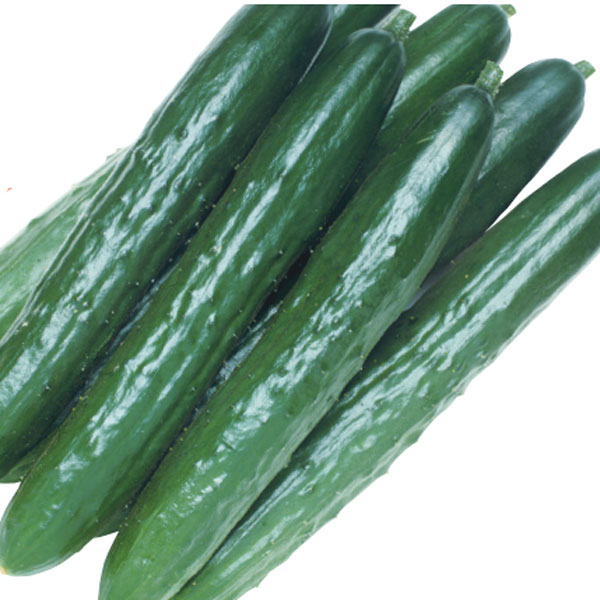 野菜の苗/[26年4月上旬予約]キュウリ：北進（ホクシン）自根苗3号ポット