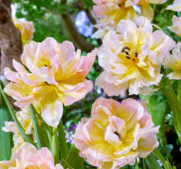 [26年2月中下旬予約]チューリップ：パスワード（斑入り葉八重咲き）5号鉢植え