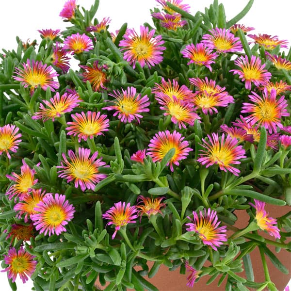 草花の苗/[26年3月中下旬予約]マツバギク：おひさま花火 サンドジェム フクシア3号ポット