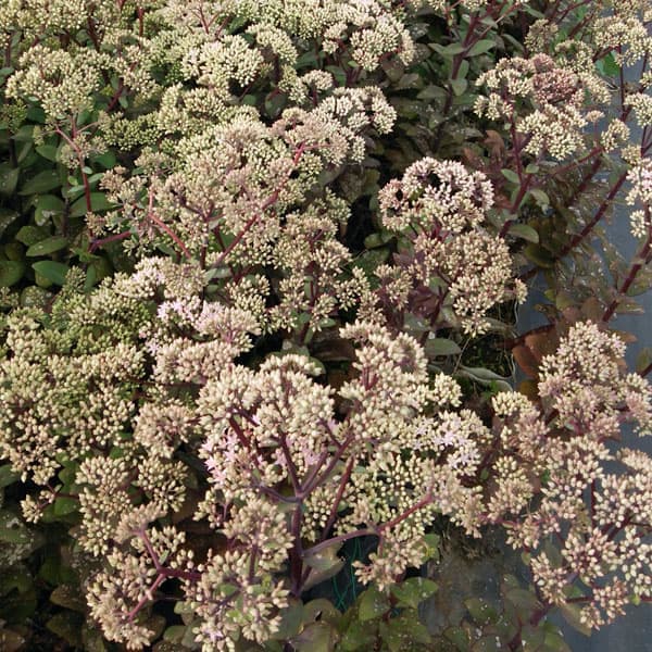 観葉植物/[26年2月中下旬予約]セダム：マトローナ5号ポット