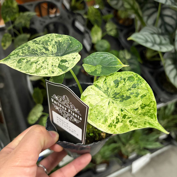 観葉植物/[26年4月上旬予約]アロカシア：ドラゴンスケールミント 3号ポット*