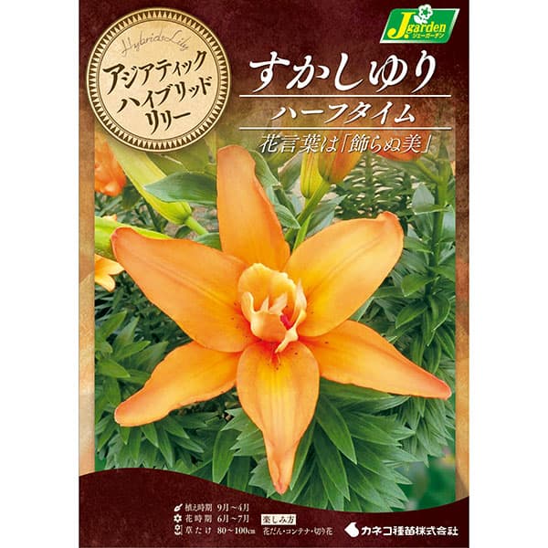 球根/[26年10月中下旬予約]ユリ（八重咲すかし百合）：ハーフタイム2球入り