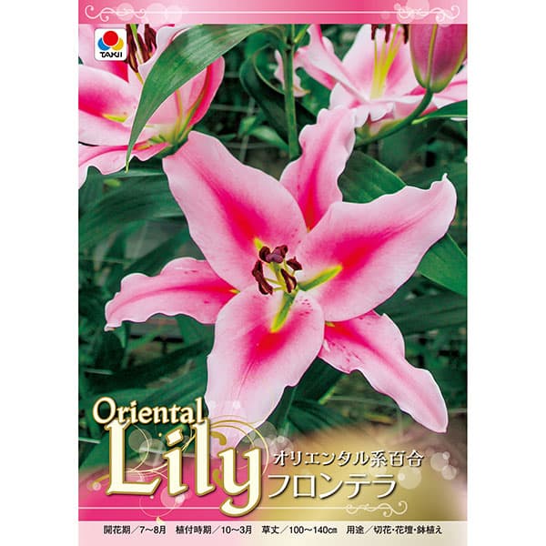 球根/[26年10月中下旬予約]ユリ（オリエンタル系）：フロンテラ1球入り