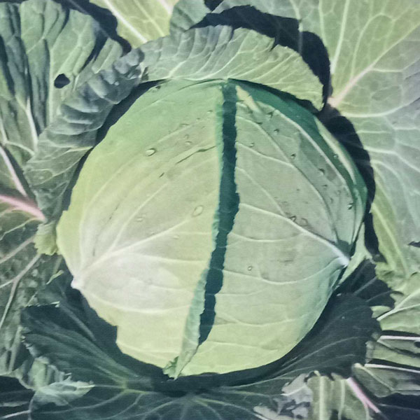 Rakuten - 野菜の苗/[26年8月下旬予約]本気野菜(R)キャベツ：甘いキャベツ3号ポット苗
