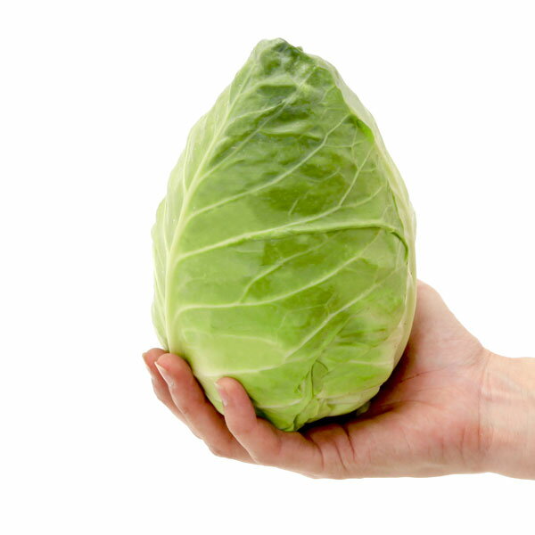 Rakuten - 野菜の苗/[26年8月下旬予約]キャベツ：プラタンーとんがりキャベツ 苗10連カットパック苗（10株分）