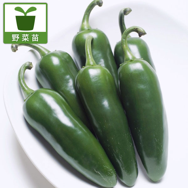 ��ڤ���/[26ǯ4����ͽ��]���ɤ�ԡ��ޥ󼫺���3��ݥå�