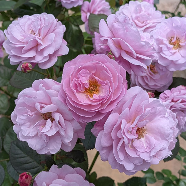 バラの苗/[26年5月中下旬予約]...