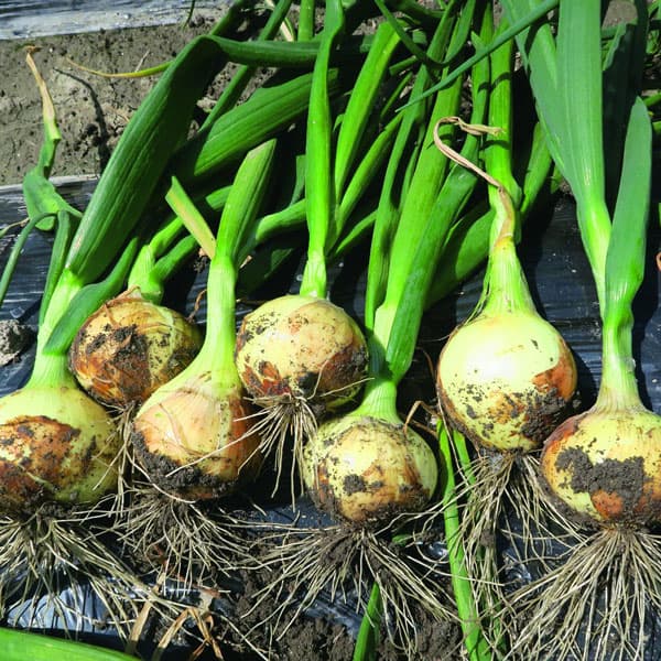 みずみずしく甘い サントリー本気野菜(R)たまねぎ野菜の苗/[26年10月中下旬予約]タマネギ：本気野菜（R）極早生 スイート苗3号ポットサントリーフラワーズの本気野菜(R)たまねぎシリーズ。極早生スイートはサラダに最適な早生品種。多汁で甘みがあり、辛味が少ないため生食でサラダにも。栽培適性：プランター向け、畑向け収穫時期:4月下旬-5月上旬花蕾サイズ（約）：250〜350g（玉が充分に大きくなり、植えた株全体の約7割の葉が根本から自然に倒れてくる頃が収穫の適期です）栽培ポイント：植え付けが遅れると寒さでうまく育たなくなるため、タイミングを逃さす植え付けましょう。お届け時には個体差があります。■10月中旬〜10月下旬頃のお届けの予約販売です。・出荷開始予定：2026年10月中旬〜・注文締切日：2026年10月12日（月）午前7時まで・「10月中下旬予約」カテゴリ以外の商品とはご一緒にご注文いただけません。（商品名の頭に「[26年10月中下旬予約]」が付いている商品となります）・ご注文同士をおまとめすることはできません。送料はそれぞれにかかります。・お届け日のご案内は2026年10月13日（火）以降にメールにてお知らせします。お届け日指定はお受けできませんが、曜日や時間帯のご指定は承ります。（受信できるアドレスにてご注文お願いします。）・品種・作柄によりお届け時期が変更になったり、お届けできなくなる場合がございます。