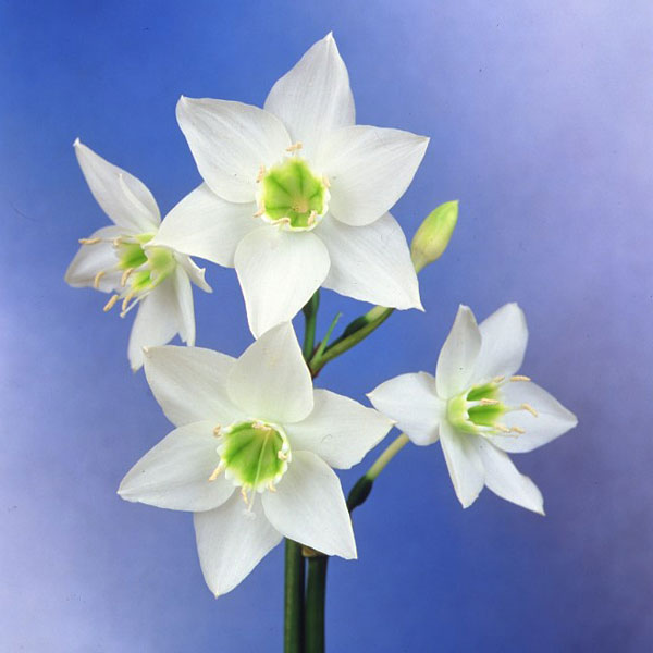 球根/[26年3月中下旬予約]アマゾンリリー：ユーチャリス1球入り