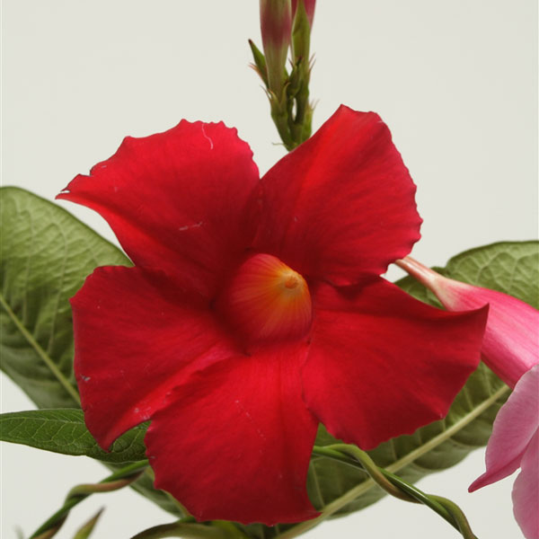 草花の苗/[26年4月下旬予約]マンデビラ：ルビースター3号ポット