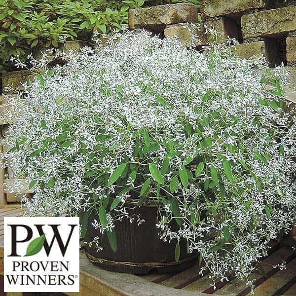 草花の苗/[25年8月下旬予約]ユーフォルビア：ダイアモンドフロスト3‐3.5号ポットのサムネイル