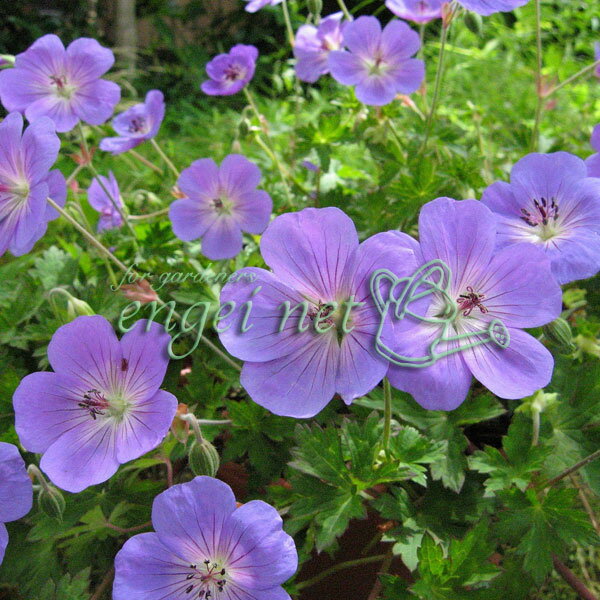 草花の苗/[24年4月上旬予約]ゲラニウム：ロザンネイ3.5号ポットのサムネイル