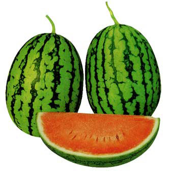 野菜の苗/[26年5月中下旬予約]スイカ（ミニ）：ラグビーバルーン接木苗3.5号ポット