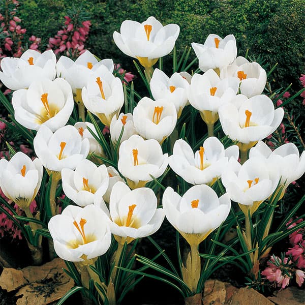 球根/[25年9月中下旬予約]クロ...