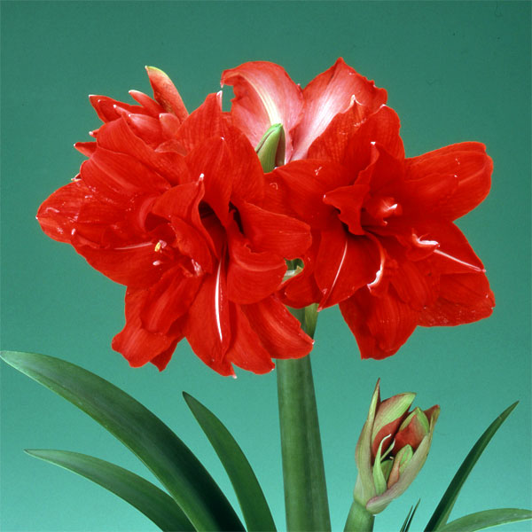 球根/[26年3月中下旬予約]アマリリス：レッドピーコック1球（八重咲き大輪）