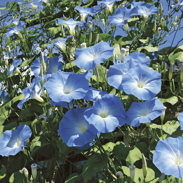 草花の苗/[26年4月下旬予約]アサガオ（イポメア）：西洋朝顔 天上の蒼 3.5号ポット