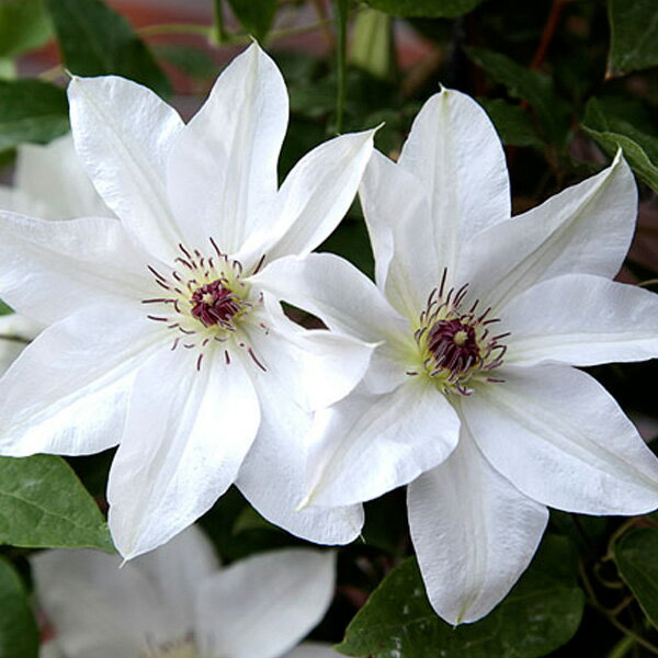 クレマチスの苗/[22年2月中下旬予約]クレマチス：晴山（ハルヤマ）4.5号ポット（パテンス系）