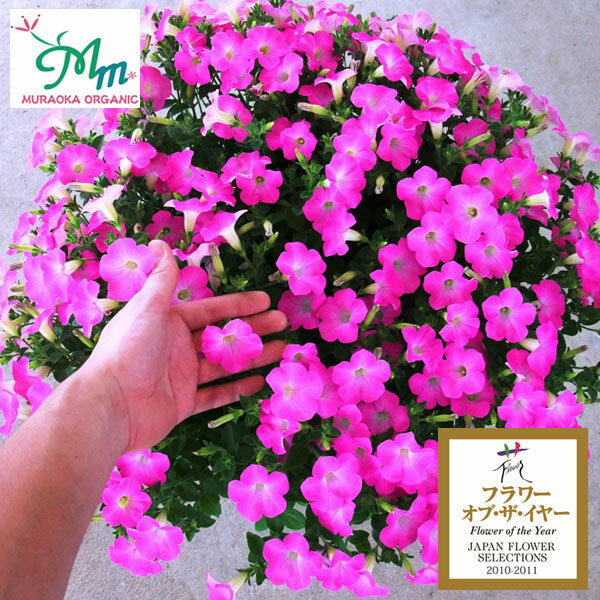 草花の苗/[26年4月上旬予約]ペチュニア：マドンナの宝石（ピンク）3.5号ポット