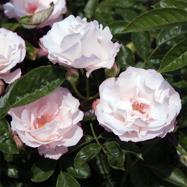 バラの苗/[送料無料][26年4月上旬予約]オールドローズ：ブラッシュ ノアゼット新苗