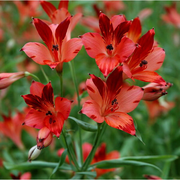 草花の苗/[26年2月中下旬予約]アルストロメリア：ショコラローズ3.5号ポット