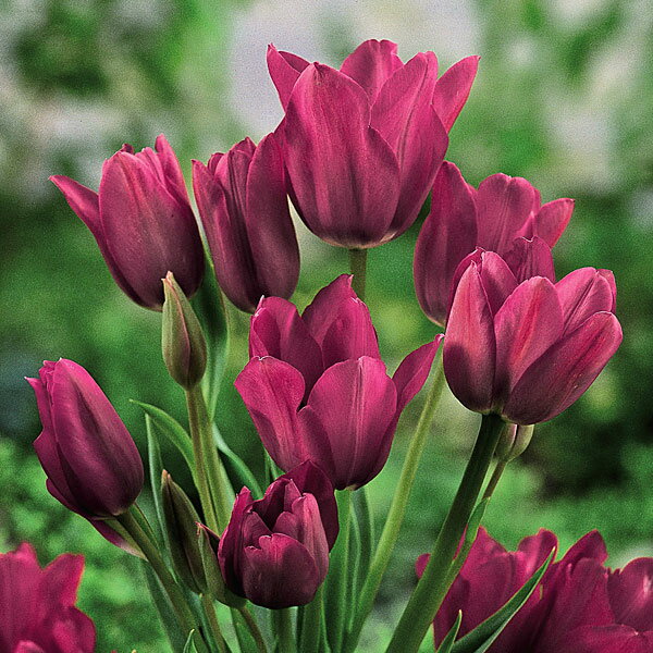 球根/[25年9月中下旬予約]チューリップ（枝咲き）：ナイトクラブ4球入（紫）のサムネイル