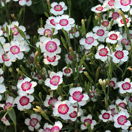 草花の苗/[26年4月上旬予約]ダイアンサス：デルトイデス アークティックファイヤー3～3.5号ポット