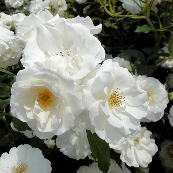 バラの苗/[25年11月中下旬予約...