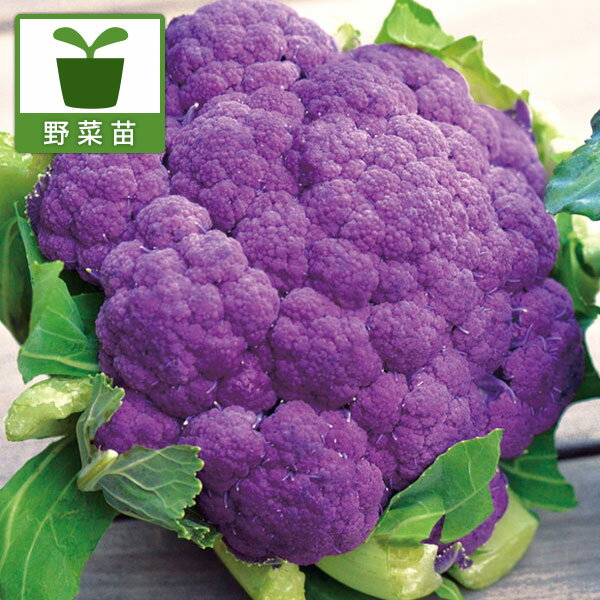 Rakuten - 野菜の苗/[26年8月下旬予約]カリフラワー：シチリアンパープル苗3号ポット