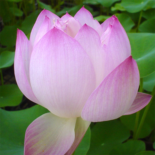 楽天市場】水蓮の花びらの通販