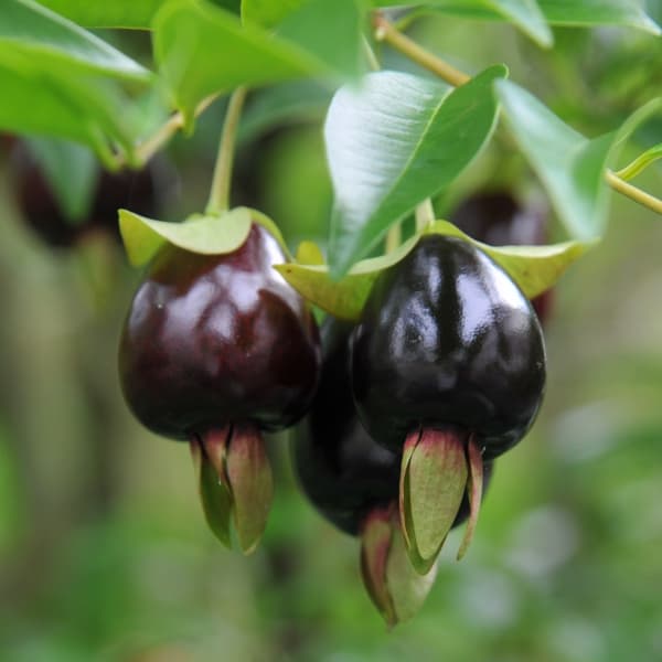 果樹の苗/[26年4月下旬予約]セレージャ3～3.5号ポット