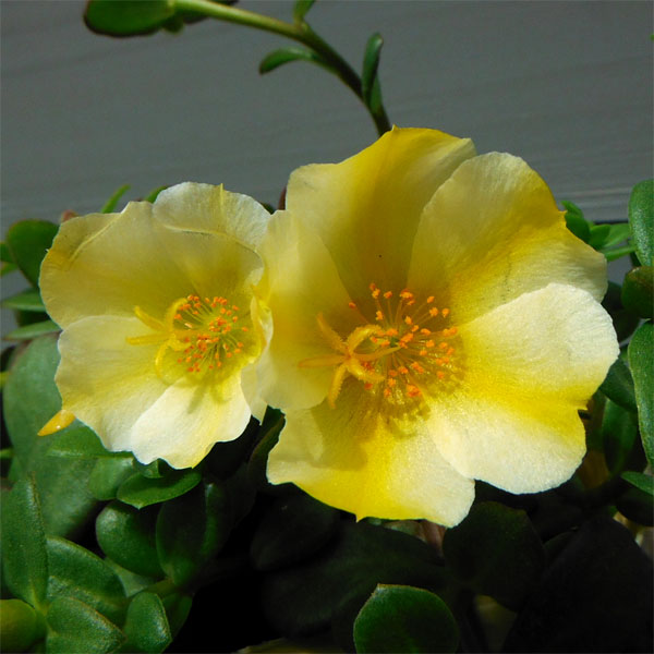 草花の苗/[26年4月上旬予約]ポーチュラカ：フェリーチェ イエロースター3.5号ポット