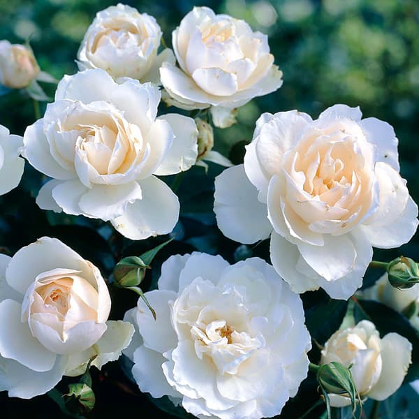 バラの苗/[26年1月中下旬予約]...