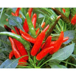 野菜の苗/[26年4月上旬予約]唐...