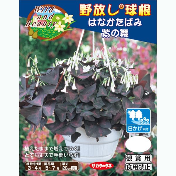 球根/[26年3月中下旬予約]オキザリス（はなかたばみ）：紫の舞 5球入り