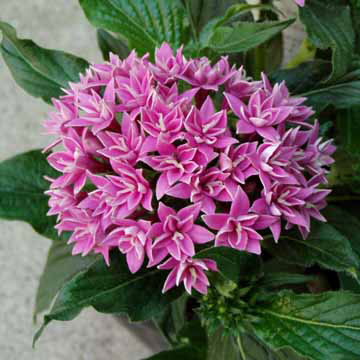 草花の苗/[26年4月下旬予約]ペンタス（八重咲き）：ラ