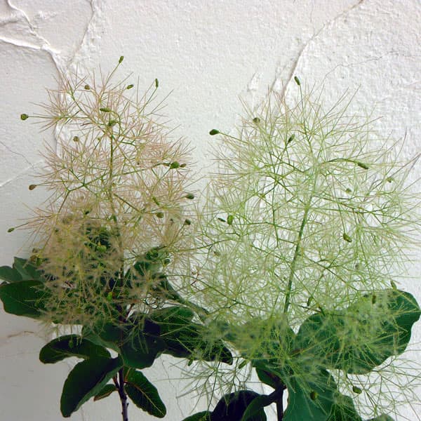 綿菓子のような花が人気の煙の木 花木の苗木花木 庭木の苗/[26年10月中下旬予約]スモークツリー：ホワイトマジック4.5〜5号ポット煙の木、スモークツリーの白色品種。花穂は若木のうちは淡い緑色〜淡いピンク色ですが、成熟すると白を帯びます。スモークツリーの中では一番白に近い花色です。タイプウルシ科コティヌス属の耐寒性落葉花木栽培適地北海道南部以南樹高2m植え付け最適期11〜3月（落葉期が最適ですが、ポット植えの苗の場合は真夏を除きほぼ年間を通して植え付けできます）開花期5〜6月日照日向むき栽培方法：日当たりと水はけのよい場所を好みます。根が浅く倒れやすいので、庭植えの場合は強い風のあたる場所を避けて植えてください。耐寒性・耐暑性は強いのですが、過湿には弱いので、鉢植えの場合は鉢土の表面が乾いてからたっぷり水やりするようにし、水切れに気をつけて管理してください。花後と早春に緩効性肥料を施してください。お届けする苗は、4.5〜5号（直径13.5〜15cm）ポット植え、樹高約30〜40cmです。樹高は入荷時期により前後します。写真は成長時のイメージです。お届け時期により開花後となる場合があります。※苗のラベルは既存の他品種の定型ラベルを流用している場合があります。※秋に落葉する品種ですが、昨今の猛暑の影響で初夏以降は葉焼けや斑点などがある状態〜落葉した状態となる場合があります。翌春以降にきれいな葉が出てきますがお届け時に葉が無い場合があります。■10月中旬〜10月下旬頃のお届けの予約販売です。・出荷開始予定：2026年10月中旬〜・注文締切日：2026年10月12日（月）午前7時まで・「10月中下旬予約」カテゴリ以外の商品とはご一緒にご注文いただけません。（商品名の頭に「[26年10月中下旬予約]」が付いている商品となります）・ご注文同士をおまとめすることはできません。送料はそれぞれにかかります。・お届け日のご案内は2026年10月13日（火）以降にメールにてお知らせします。お届け日指定はお受けできませんが、曜日や時間帯のご指定は承ります。（受信できるアドレスにてご注文お願いします。）・品種・作柄によりお届け時期が変更になったり、お届けできなくなる場合がございます。[26年10月中下旬予約]スモークツリー：ホワイトマジック4.5〜5号ポットの栽培ガイドスモークツリー（けむりの木）