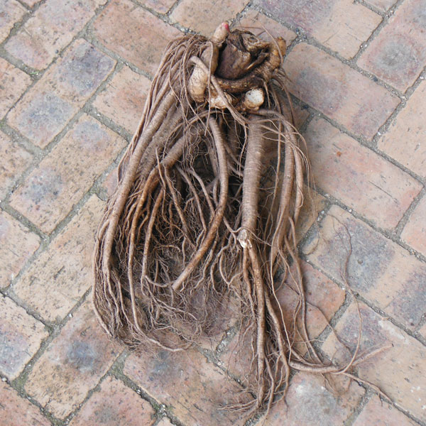 野菜の苗/[26年1月中下旬予約]農家さんが作った山ウド（ヤマウド・山独活）素掘り株 そのまま大株