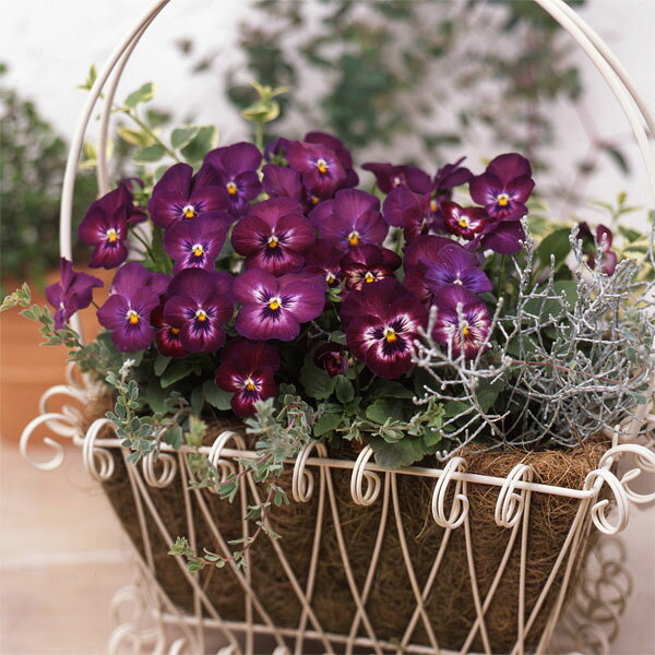 草花の苗/[25年10月中下旬予約...