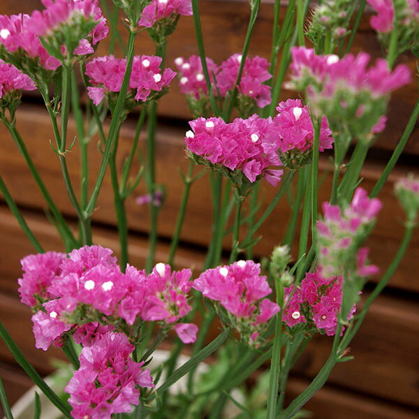 4月〜7月開花 1年草 切り花 色あせない美しさを、そのままに。ドライフラワーにも最適な、輝くスターチス草花の苗/[26年9月中下旬予約]スターチス シニュアータ：ローズピンク系3号ポットスターチスはいろいろに使えてとても便利な草花です。花壇に、切り花としてフラワーアレンジメントに、そしてドライフラワーに、鮮やかな花色が映えます。ドライフラワーにする場合は、満開になってから切り取ると仕上がりがきれいです。育てて楽しみ、切り花として飾って楽しめます。また、草丈をいかし、立体的な花壇にお勧めです。★花色はローズピンク〜レッド系です。お届け時期により色が多少変動しますので、ご了承ください★学名Limonium sinuatumタイプイソマツ科イソマツ（リモニウム）属の半耐寒性多年草（1年草扱い） 草丈50cm 開花期4〜7月 用途花壇、鉢植え、切り花、ドライフラワー 日照日当たり 栽培方法：よく日のあたる場所を選んで、30cm〜45cm間隔に定植します。また、過湿を嫌いますので水やりはひかえめにして乾かしぎみに管理してください。備考：ドライフラワーにする場合は、満開になった直後に刈り取り、少しづつ束にして涼しい通気の良い場所にさかさまに吊るして乾燥させます。お届けする苗は3号（直径9cm）ポット入りです。写真は成長時（開花時）のイメージですが、お届けの際はまだ苗ですので、ご了承ください。■9月中旬〜9月下旬頃のお届けの予約販売です。・出荷開始予定：2026年9月中旬〜・注文締切日：2026年9月14日（月）午前7時まで・「9月中下旬予約」カテゴリ以外の商品とはご一緒にご注文いただけません。（商品名の頭に「[26年9月中下旬予約]」が付いている商品となります）・ご注文同士をおまとめすることはできません。送料はそれぞれにかかります。・お届け日のご案内は2026年9月15日（火）以降にメールにてお知らせします。お届け日指定はお受けできませんが、曜日や時間帯のご指定は承ります。（受信できるアドレスにてご注文お願いします。）・品種・作柄によりお届け時期が変更になったり、お届けできなくなる場合がございます。