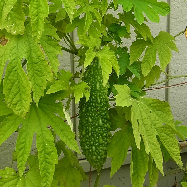 野菜の苗/[26年4月下旬予約]あばしゴーヤ（苦瓜・ニガウリ）2.5〜3.5号ポット