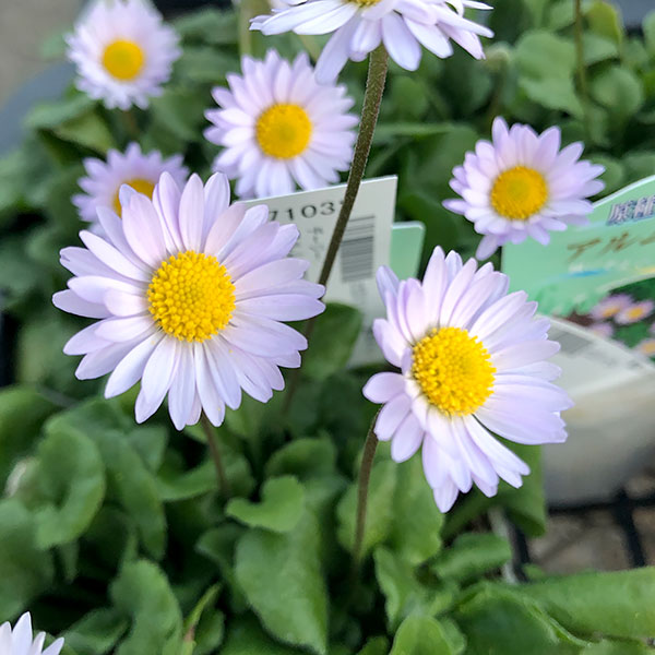 草花の苗/[25年12月上中旬予約]デージー：アルムの空3-3.5号ポットのサムネイル