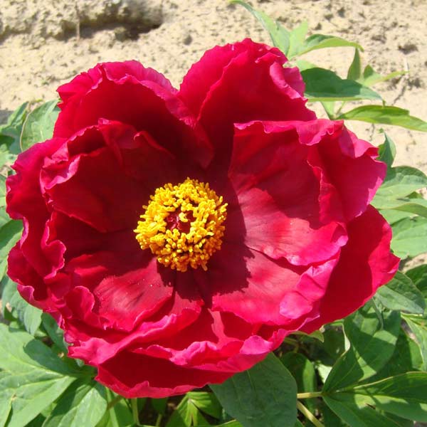 冬または春に開花する寒牡丹 赤系花木 庭木の苗/[26年10月中下旬予約]寒牡丹（ぼたん）：珊瑚界（さんごかい）6号ポット寒牡丹は二季咲き性のある品種で、開花調整により、春または冬に花をつけさせることができます。春にできる蕾は摘み取り、秋にできる蕾のみを残すようにすると花の少ない冬に花壇を彩ってくれます。珊瑚界は濃紅色の千重咲き、中輪花です。 タイプボタン科ボタン属の落葉樹花期5月、12〜1月植え付け適期11〜5月（寒冷地では厳冬期の植付けは避けてください）用途花壇、鉢植え、切花日照日向むき栽培方法：1日3時間以上日光が当たる日当たりの良い場所で、排水の良い土を好みます。深さ40cmほど穴を掘り、元肥として堆肥や腐葉土を底土によく混ぜ込んで植え付け、十分水を与えます。鉢植えの場合は8〜10号の深鉢が最適です。堆肥や油粕を混ぜた土に植えつけてください。どちらの場合も、なるべく深く植えます。冬はわらなどで根元をマルチングします。秋に見事な花を開花させるためには春にできる蕾は摘み取り、秋にできる蕾のみを残すようにします。盛夏は過湿にならないよう気をつけてください。春の芽が出始めたときと開花後、秋の3回、油粕や化成肥料を追肥します。植付け後数年間は植え替えずに育てると株が大きくなり、花数が増えて豪華になります。4〜5年に1回は堀りあげ、株の更新をかねて株分けしてください。お届けする苗は、3年生苗2〜3本立ち、6号ポット入りです。樹高は多少変動することがあります。写真は成長時のイメージです。■この商品は第二配送センターよりお届けします。・メッセージカード・栽培ガイドの添付・ラッピングはお受けできません・時間帯指定は地域によりお受けできない場合があります※配送時の業者指定不可■10月中旬〜10月下旬頃のお届けの予約販売です。・出荷開始予定：2026年10月中旬〜・注文締切日：2026年10月12日（月）午前7時まで・「10月中下旬予約」カテゴリ以外の商品とはご一緒にご注文いただけません。（商品名の頭に「[26年10月中下旬予約]」が付いている商品となります）・ご注文同士をおまとめすることはできません。送料はそれぞれにかかります。・お届け日のご案内は2026年10月13日（火）以降にメールにてお知らせします。お届け日指定はお受けできませんが、曜日や時間帯のご指定は承ります。（受信できるアドレスにてご注文お願いします。）・品種・作柄によりお届け時期が変更になったり、お届けできなくなる場合がございます。[26年10月中下旬予約]寒牡丹（ぼたん）：珊瑚界（さんごかい）6号ポットの栽培ガイド牡丹（ボタン）の育て方