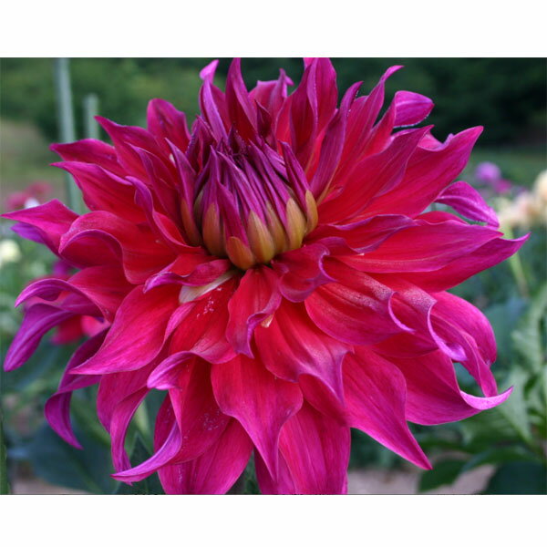 球根/[26年3月中下旬予約]ダリアの球根：（巨大輪）大海原1球